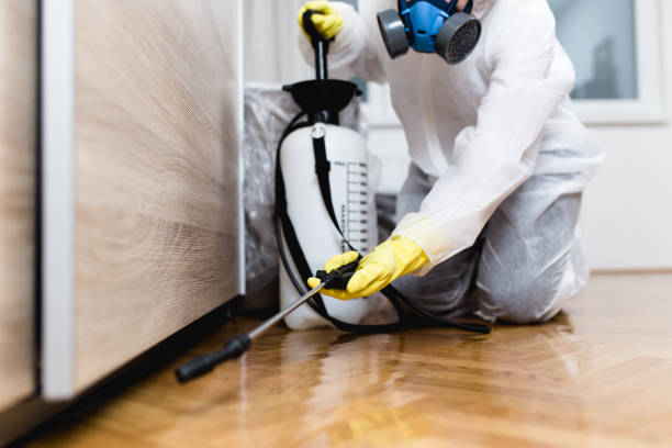 Best Local Pest Control Services  in Aliso Viejo, CA