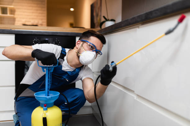 Best Local Pest Control Services  in Aliso Viejo, CA