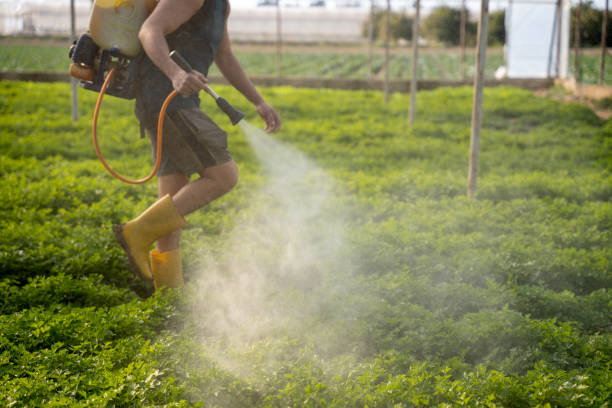 Best Emergency Pest Control  in Aliso Viejo, CA