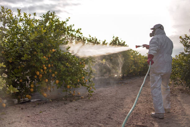 Best Ant Control Services  in Aliso Viejo, CA