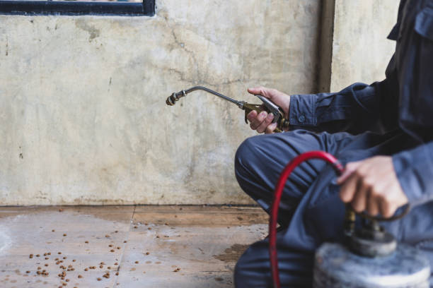 Best Affordable Pest Control Services  in Aliso Viejo, CA